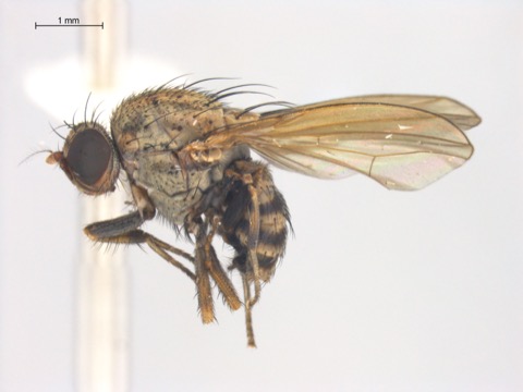 Minettia fasciata